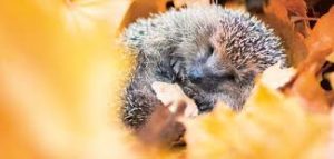 herfst vak